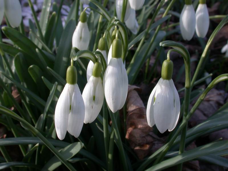 Galanthus nivalis / Bucaneve